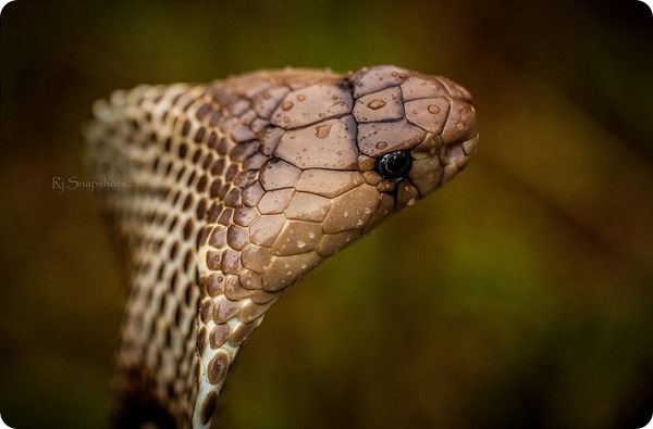 Cobra indiană sau șarpe spectaculoasă (lat