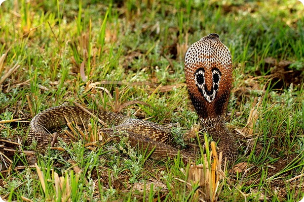 Індійська кобра або очкова змія (лат