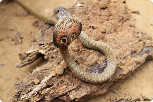 Cobra indiană sau șarpe spectaculoasă (lat