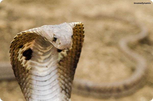 Cobra indiană sau șarpe spectaculoasă (lat