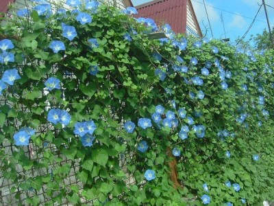 Morning Glory - elegáns kerti dekoráció, a ház közelében