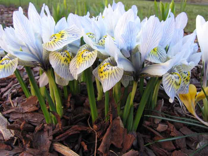 Iridodicium plantare și îngrijire, specii și soiuri, fotografie