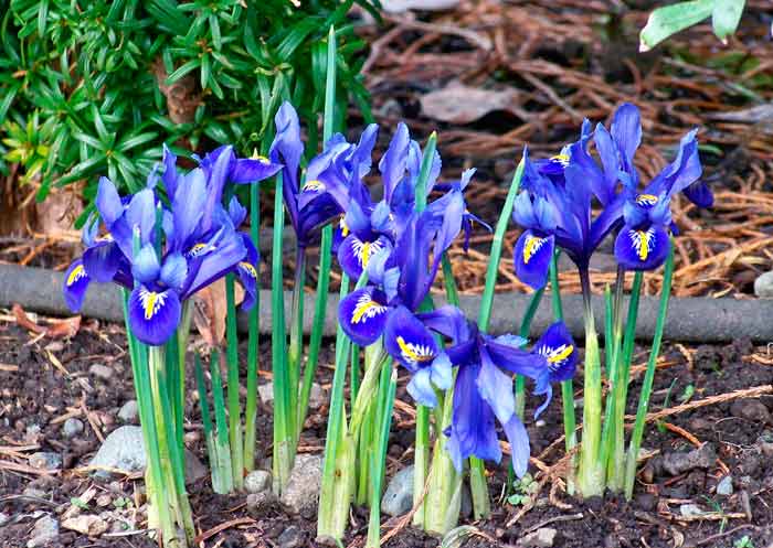 Iridodicium plantare și îngrijire, specii și soiuri, fotografie