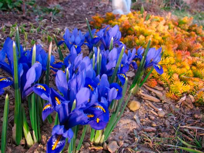 Iridodicium plantare și îngrijire, specii și soiuri, fotografie