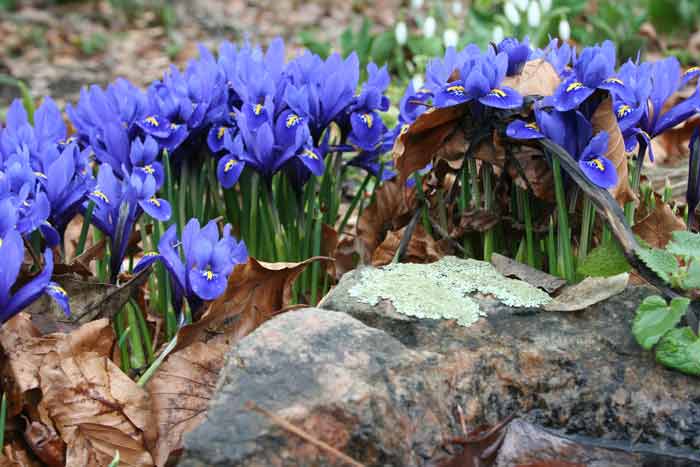 Iridodicium plantare și îngrijire, specii și soiuri, fotografie