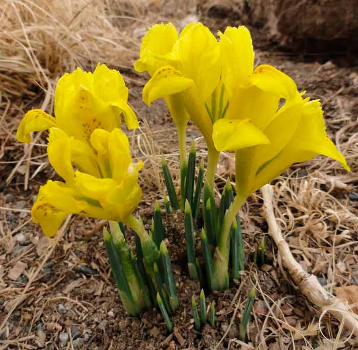 Iridodicium plantare și îngrijire, specii și soiuri, fotografie