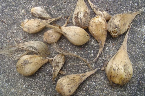 Iridodicium plantare, îngrijire, reproducere de 