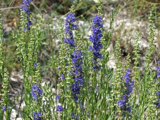 Az izsóp officinalis - gyógyító tulajdonságokkal és ellenjavallatok receptek, vélemények