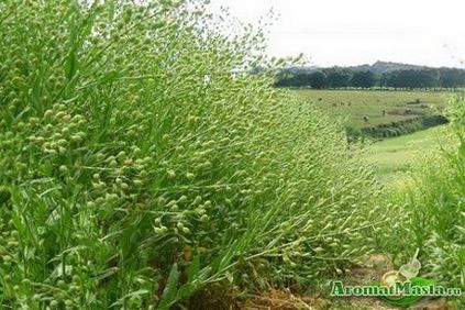 З чого робиться рижієву масло і яка технологія виробництва