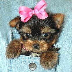 Yorkshire Terrier mini pluses și minusuri