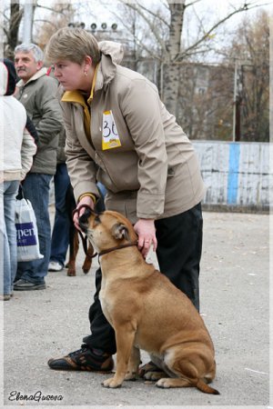 Са де Бу (Perro дого Mallorquin)