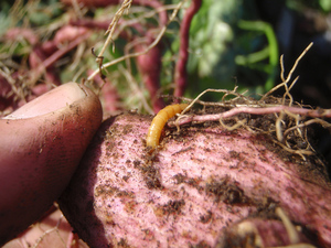 Як боротися з проволочником картоплі основні способи боротьби