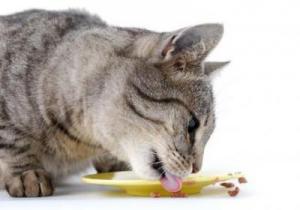 Як і чим годувати стерилізовану кішку