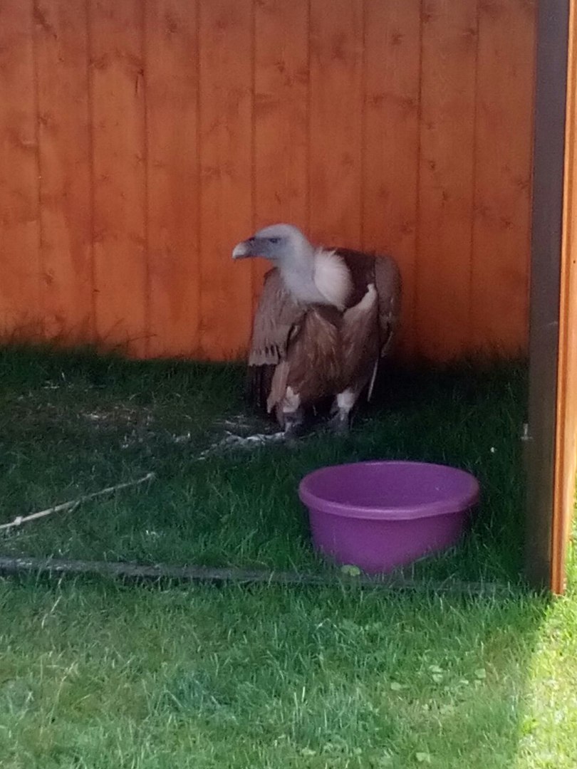 Milyen állatok és madarak láthatók a Ecopark Bioszféra