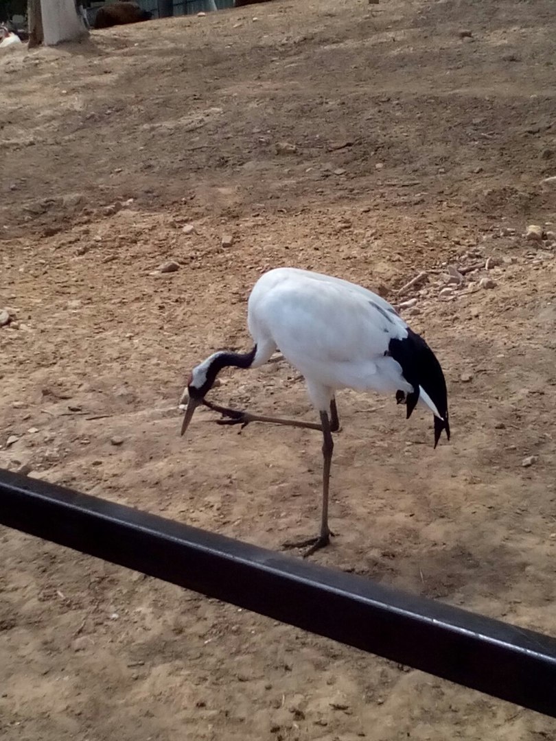 Ce animale și păsări se văd în ecosfera biosferei