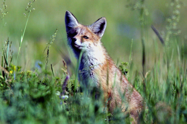 Ce animale pot fi îmblânzite, răspunsuri, întrebări-răspunsuri, argumente și fapte