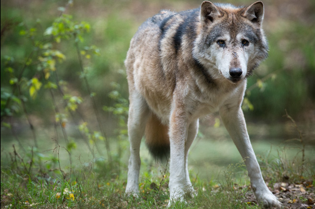 Ce animale pot fi îmblânzite, răspunsuri, întrebări-răspunsuri, argumente și fapte