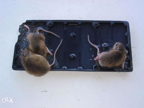 Hogyan lehet megszabadulni a patkányok egy magánlakás és egerek home fotó és videó tippeket