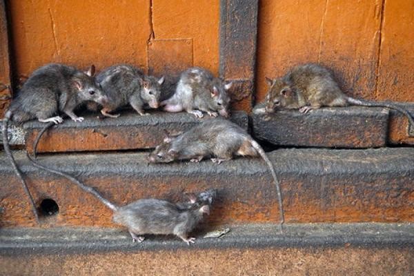 Hogyan lehet megszabadulni a patkányok egy magánlakás és egerek home fotó és videó tippeket
