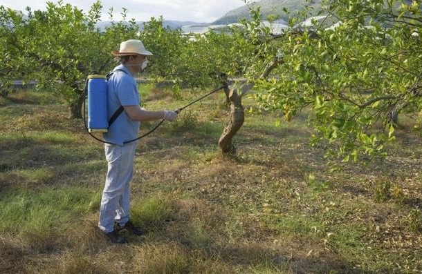 Cum sa scapi rapid si pentru totdeauna de o rola de frunze pe un mar