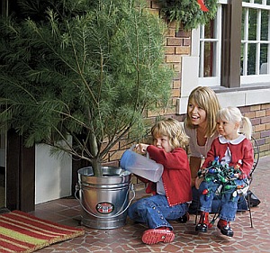 Cum să cumpărați un copac viu de Crăciun