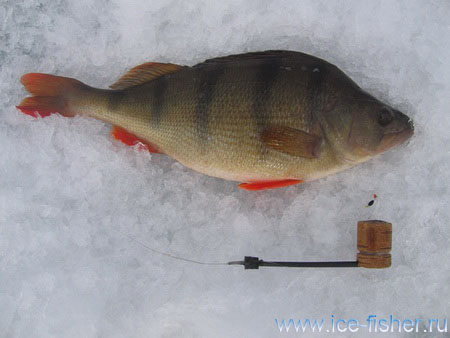Cum de a găsi un biban mare în timpul iernii pe un iaz! Pescuitul în regiunea Sverdlovsk