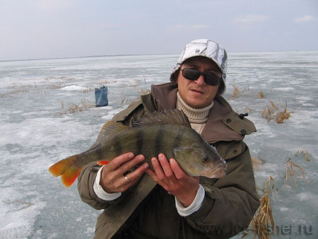 Як знайти великого окуня взимку на водоймі! Риболовля в свердловської області
