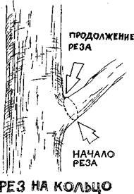 Cum puteți tăia copacii (principalul lucru despre tehnica de tăiere și instrumentul)