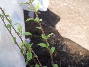 Cum să cultivați o cireșă în toamnă