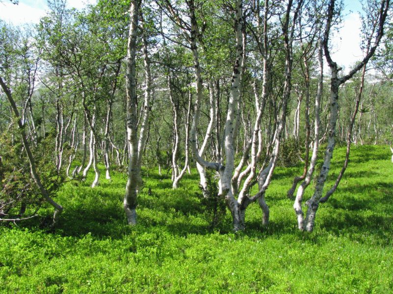 Як осушити ділянку від води за допомогою рослин