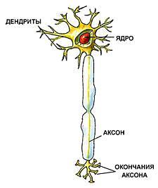 Яке будова нейрона ніж він представлений і як виглядає