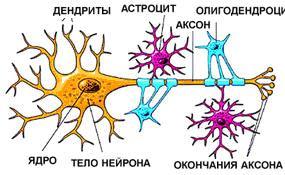 Яке будова нейрона ніж він представлений і як виглядає