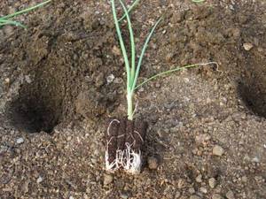 Hogyan juthat a hagymát magról egyéves szabály révén palántanevelés, ültetés talajba