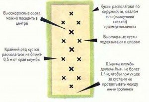 Як правильно і красиво посадити троянди на клумбу, троянди