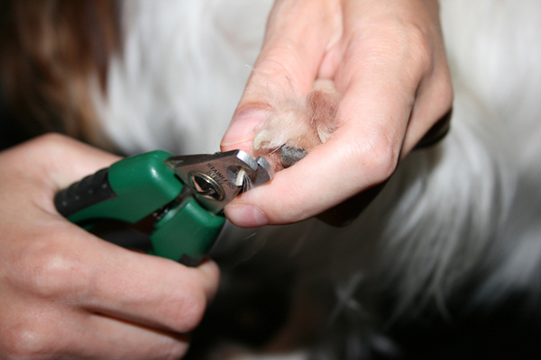 Як правильно підстригати кігті цуценяті, все про породах собак