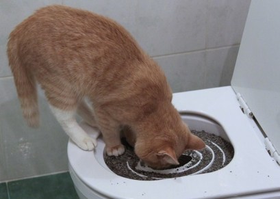 Cum să înveți o pisică să meargă la toaletă, consiliu