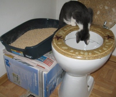Cum să înveți o pisică să meargă la toaletă, consiliu