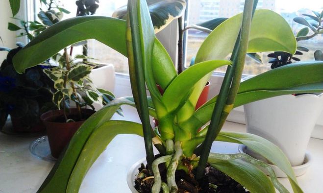 Як відбувається розмноження орхідей фаленопсис