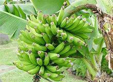 Як росте бананове дерево дитяча енциклопедія