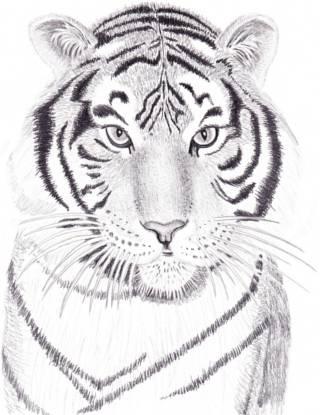 Cum de a desena un tigru, desene animate și prezent