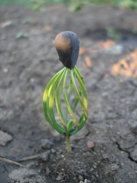 Cum să planteze cedri, toate ale tale!