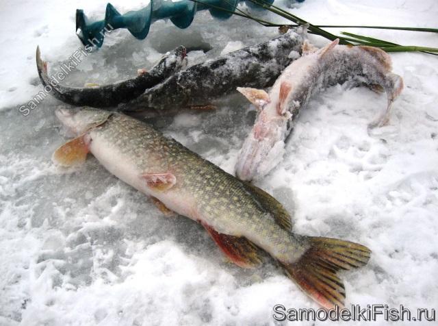 Як зробити зимову жерлицу прямо на рибалці - саморобки для риболовлі своїми руками
