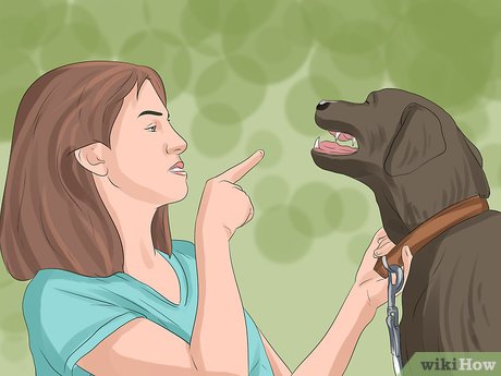 Cum de a reduce nivelul de anxietate al unui câine