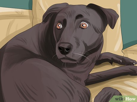 Cum de a reduce nivelul de anxietate al unui câine