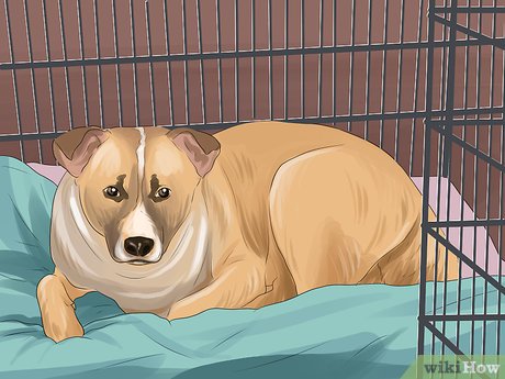 Як знизити рівень тривожності собаки