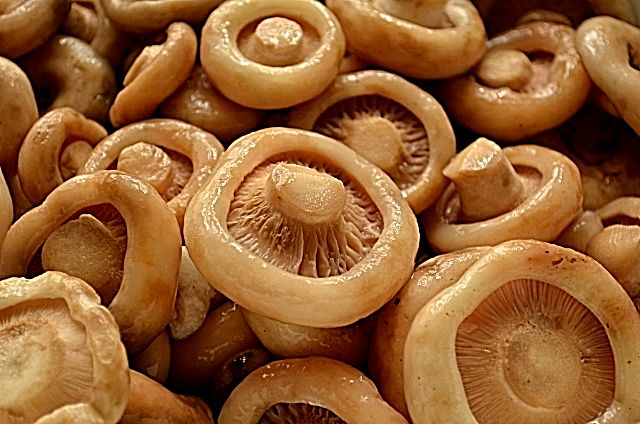 Cum să sare modul ciuperci crud de sărare, rețete delicioase