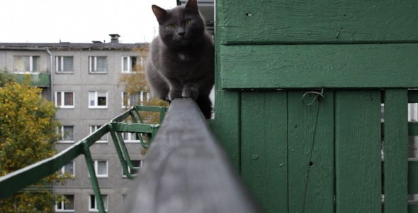 Cum de a proteja o pisică de cădere de la o înălțime
