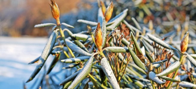 Cum să acoperiți rododendronul pentru iarnă