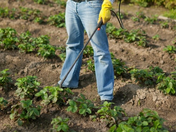 Cum să aibă grijă de căpșuni după recoltare udare, tăiere, hrănire - grădină și grădină