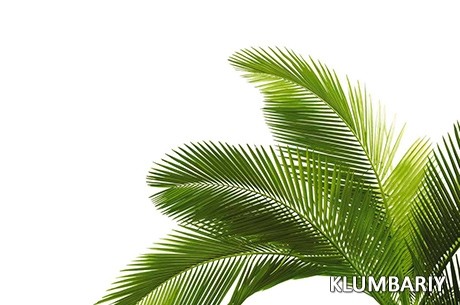 Cum să aveți grijă de un palmier și să luptați împotriva bolilor